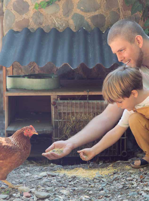 Padre e hijo alimentando una gallina
